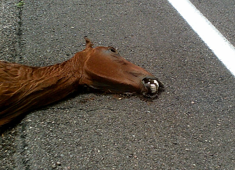 Luca Geremia caballo muerto desde julio a un lado de la carretera