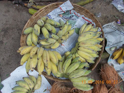Best organic bananas grown in local vegetable gardens of Virar.