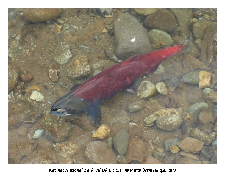 Leonie Lowenherz Page 15 Chan 9606447 Rssing Com