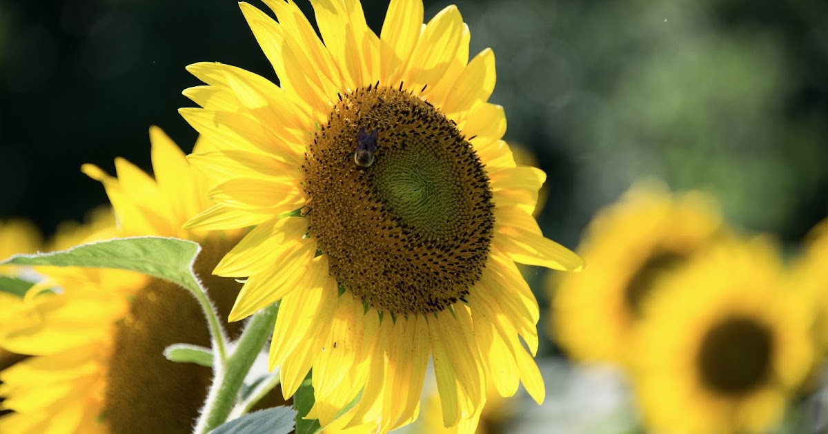 Sunflower Fields of Maryland Learn, Live, and Explore!