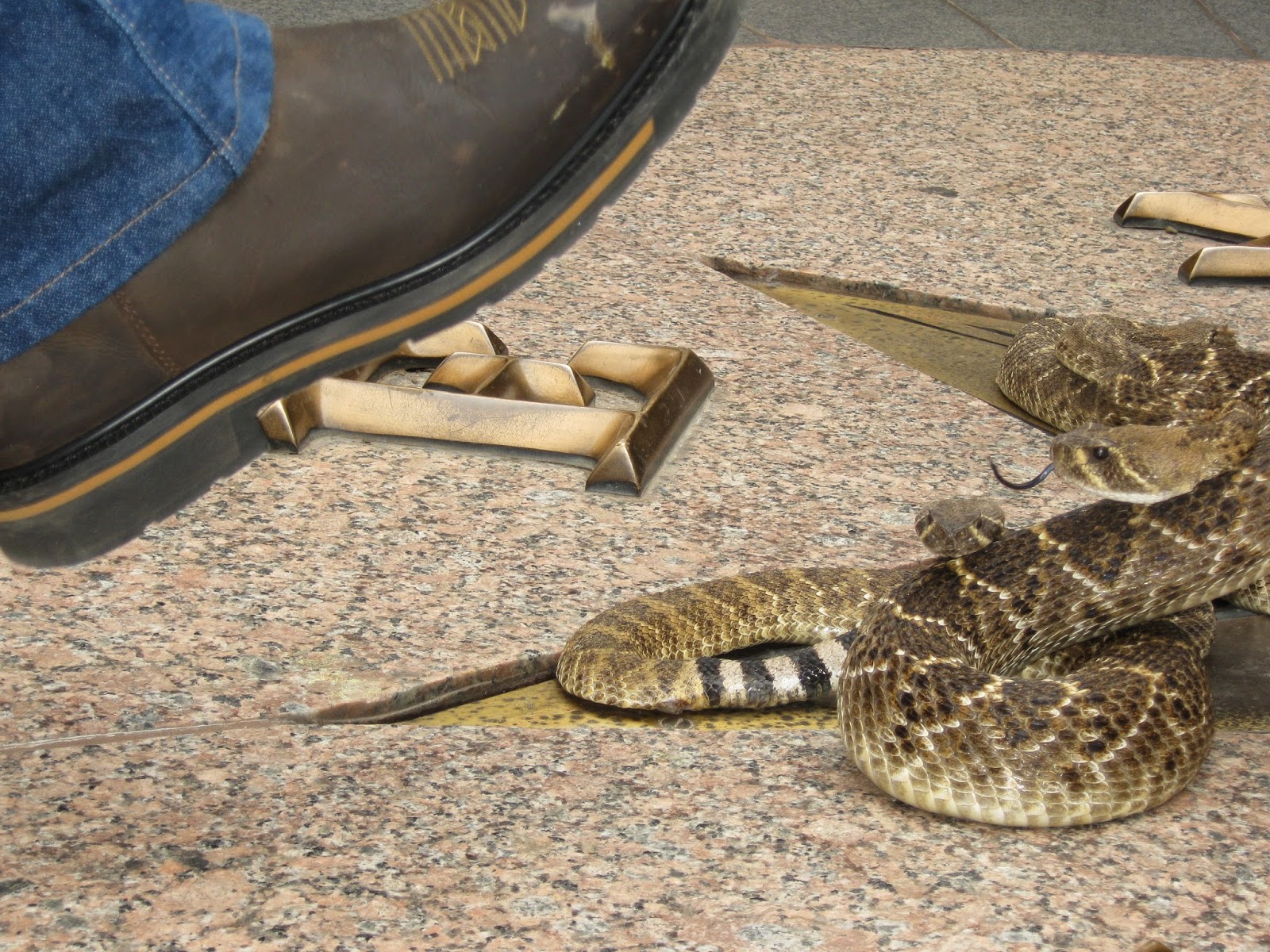 Adventures Sweetwater Jaycees Rattlesnake Roundup Day, Feb. 2, 2015