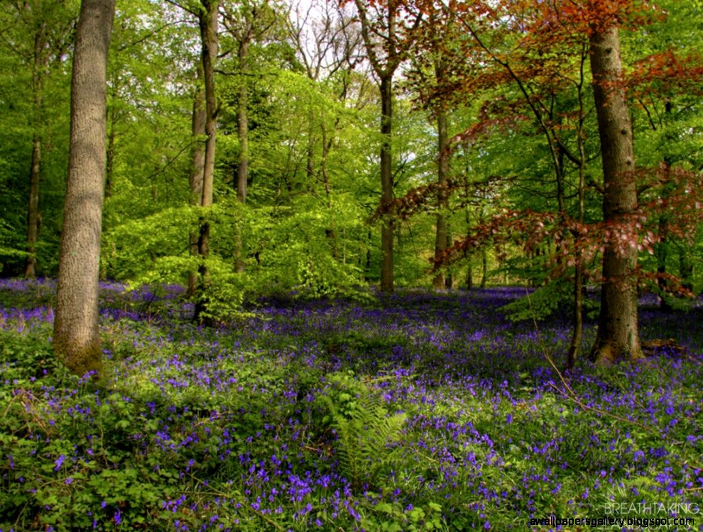 Free Spring Forest Scenes Free Spring Forest Scenes