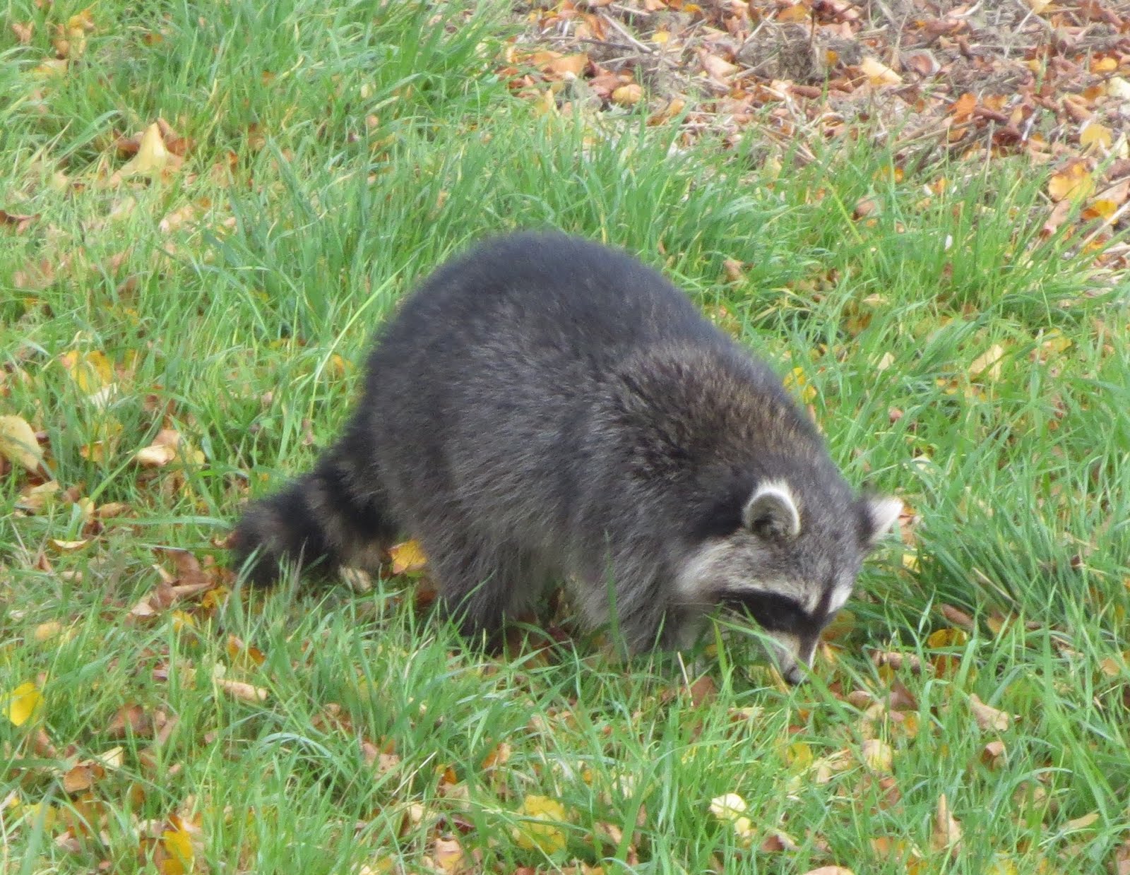 Waschbär in Thüringen