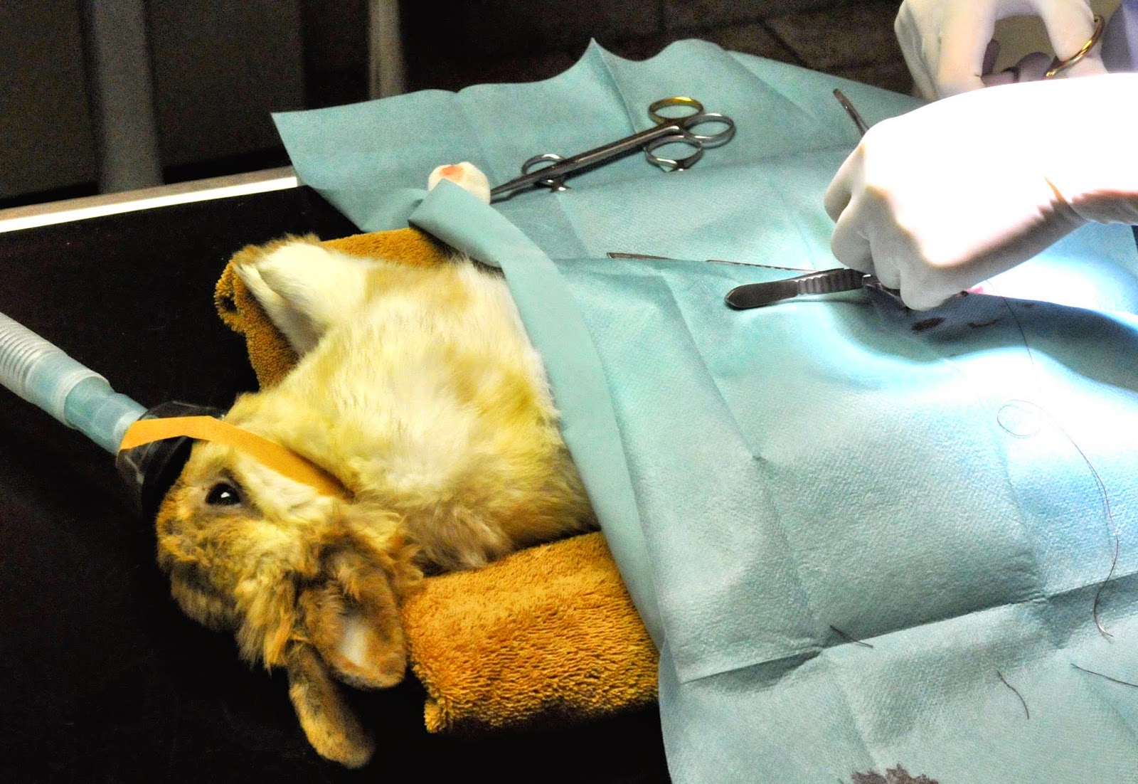 Une affaire de lapin Stérilisation et Vaccination