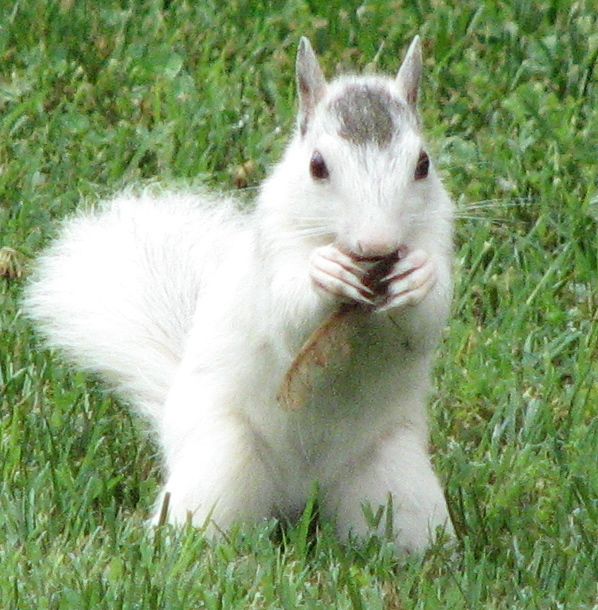 The White Squirrels of Brevard, North Carolina Darkling Plain