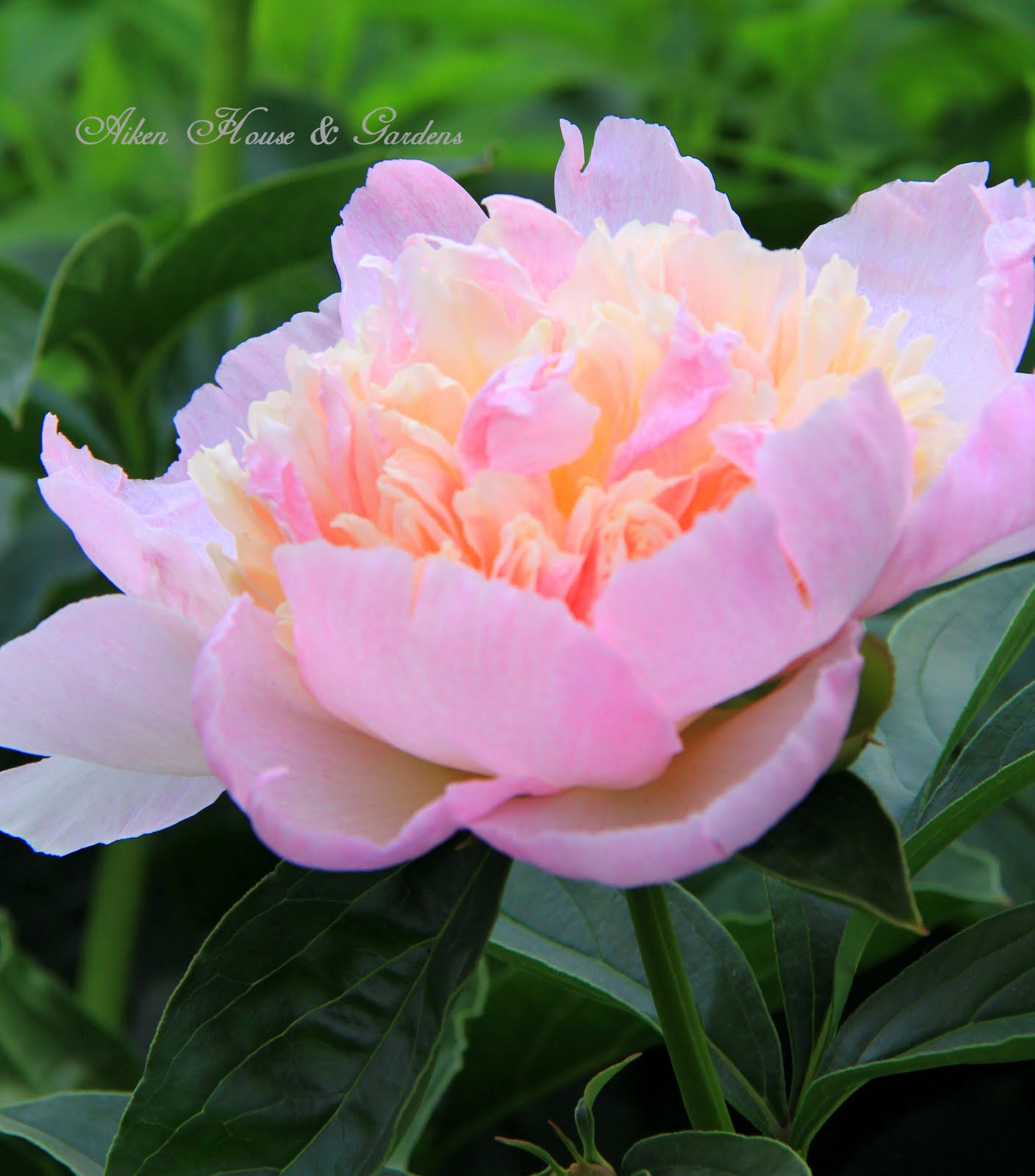 Warren Grove Garden Picking Peonies In The Garden