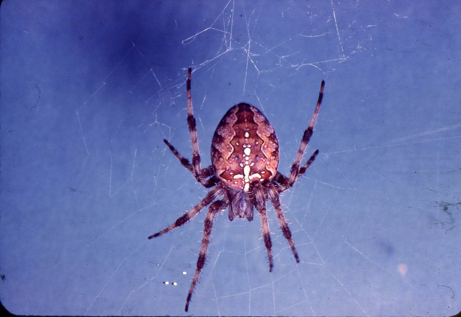 Burke Blog Spider Myth "Why are there more spiders in late summer?"