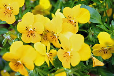 My Painted Garden: Art In The Garden