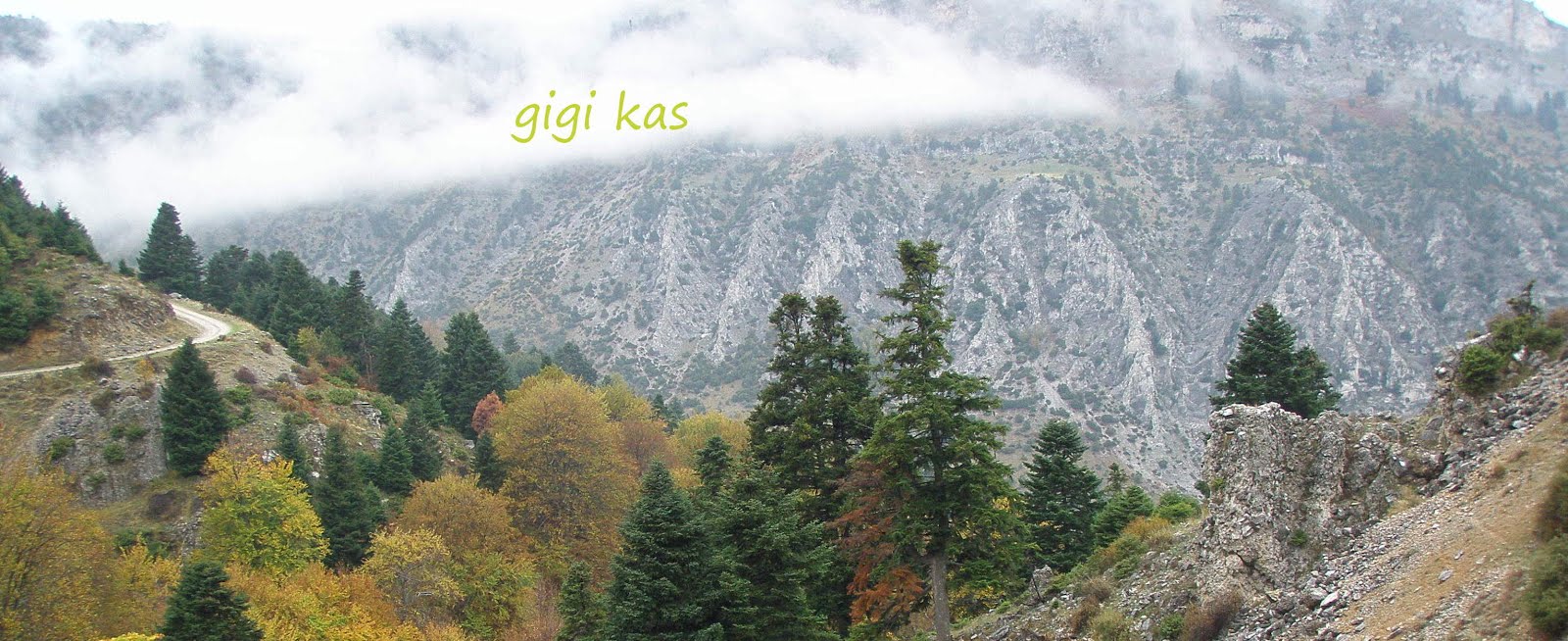                 gigikia