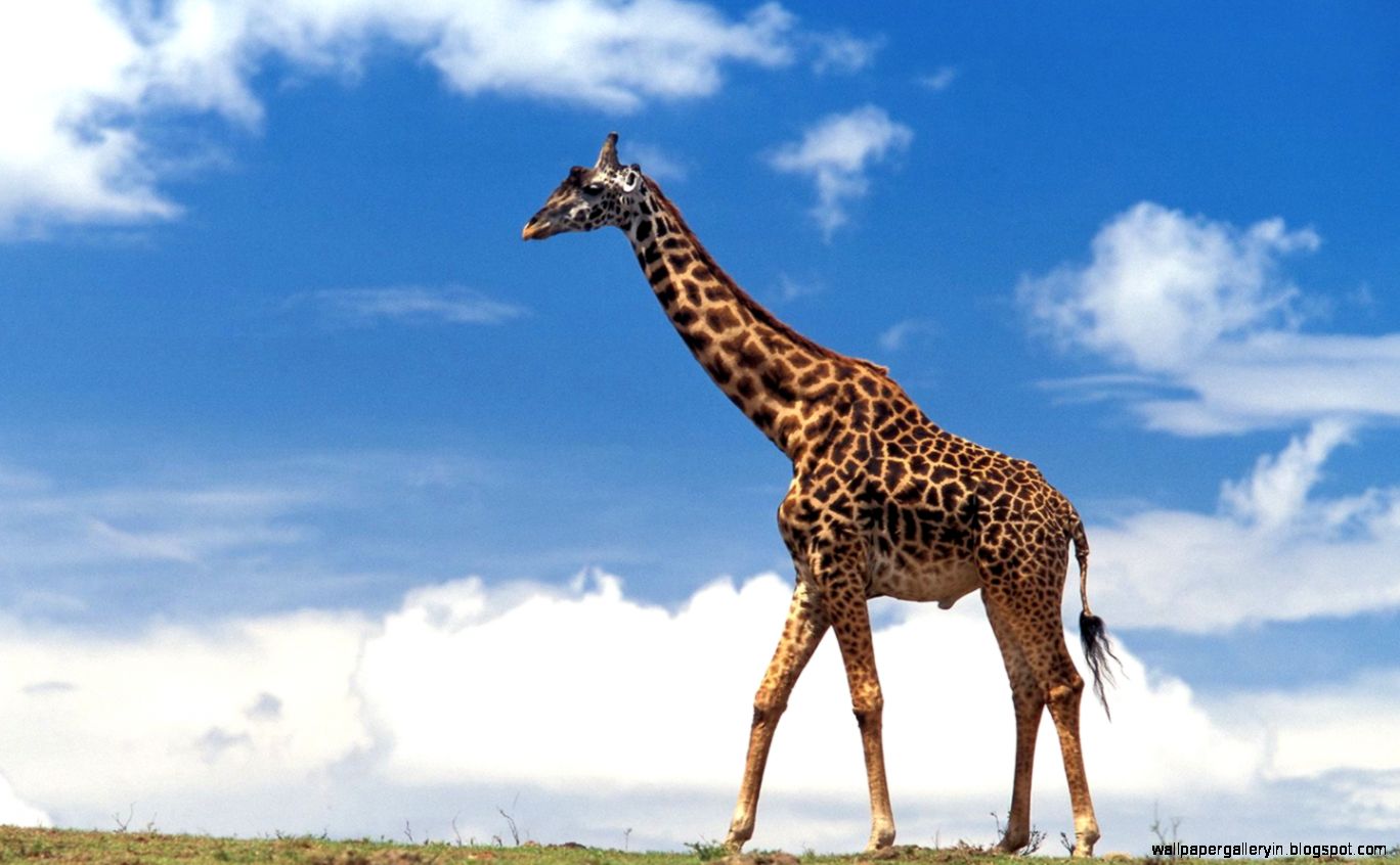 Giraffe Animal Giraffe Animal