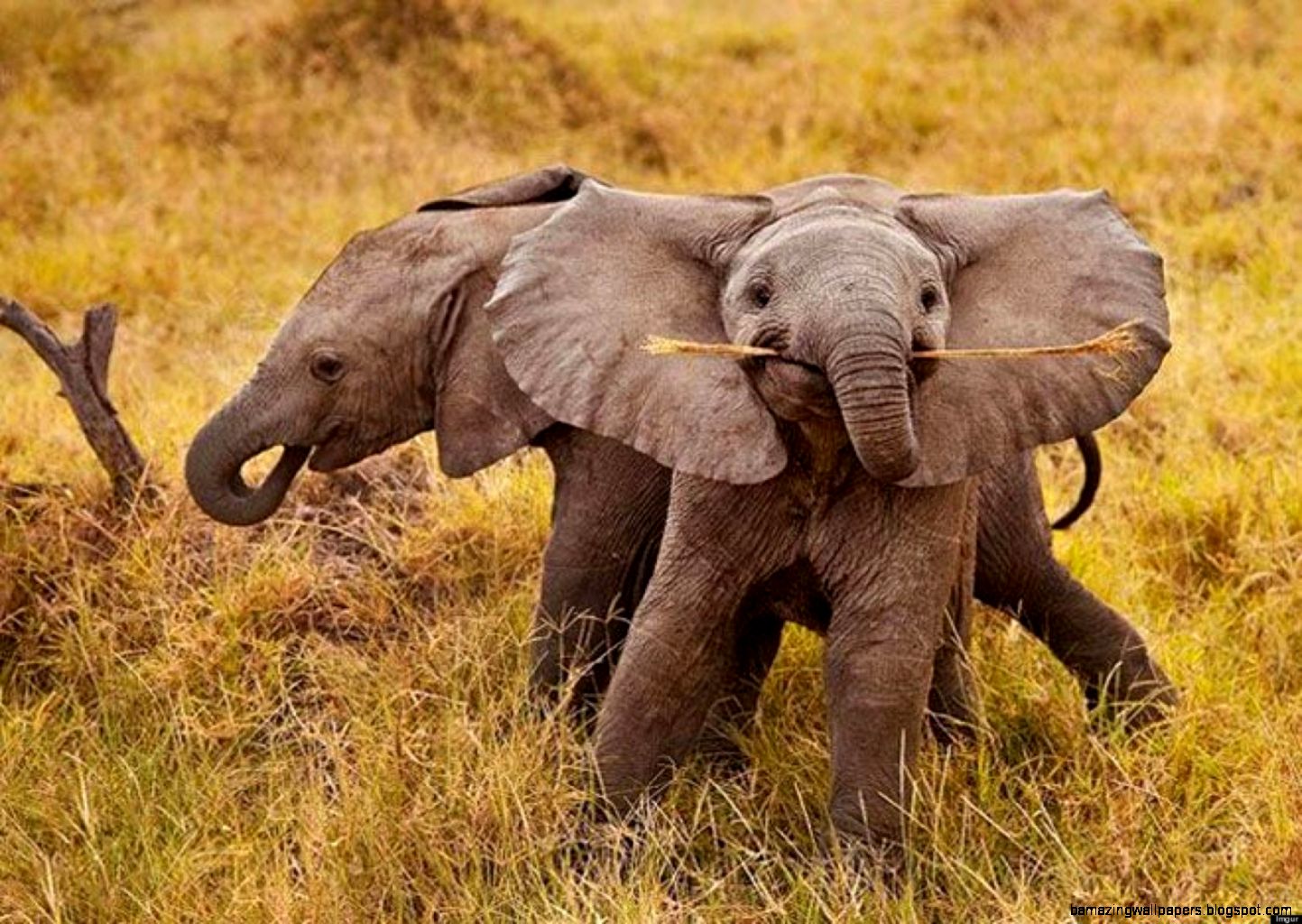 Smiling Baby Elephant Is The Cutest PHOTO Smiling Baby Elephant Is The Cutest PHOTO