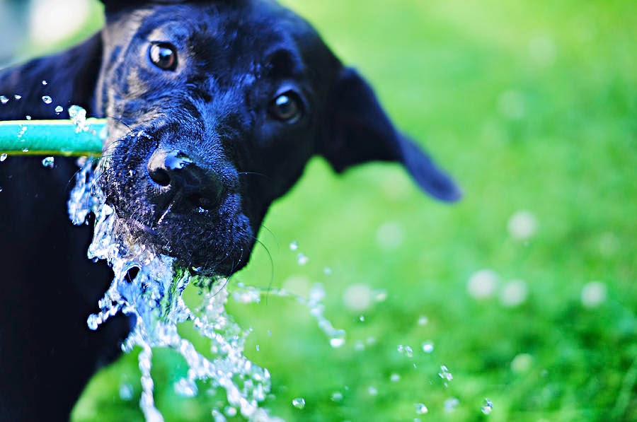 Perros tomando agua en slow motion Curiosidad
