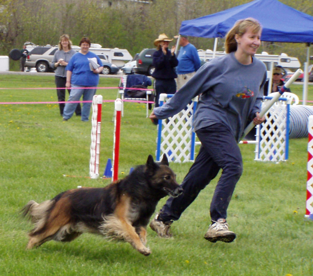 köpek resimleri,köpek cinsleri Şubat 2012