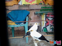 Informasi Seputar Dunia Hewan