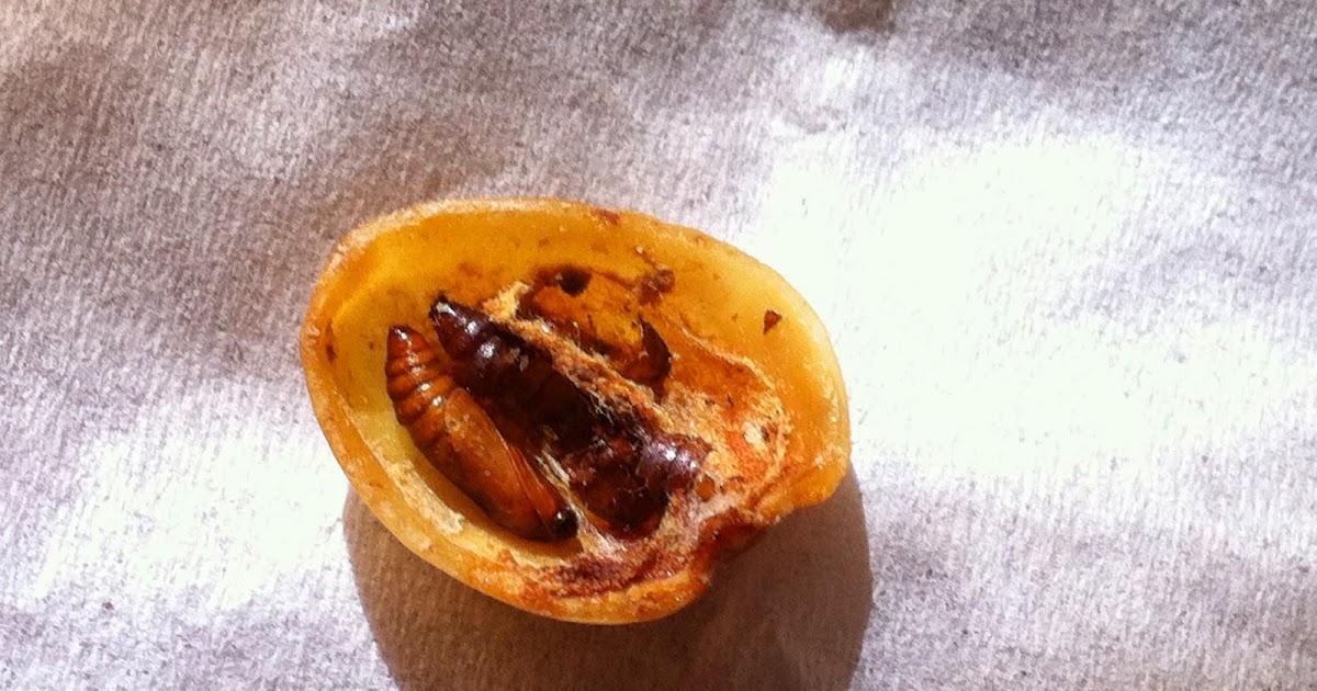 Greg's Gourmet Why Are There Bugs In My Pistachios?