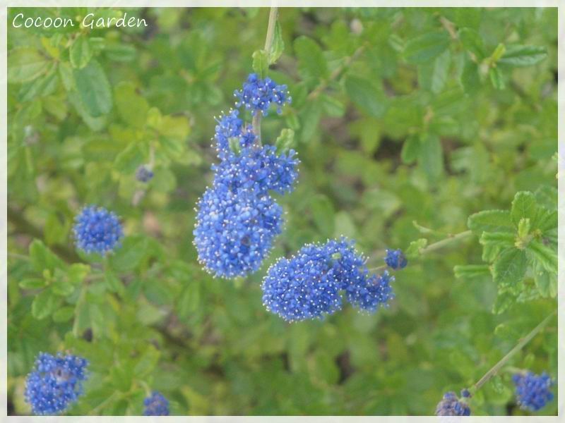 Vine Plant Growing On House Stock Photos Vine Plant Growing On
