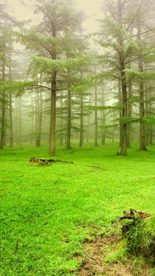 Wallpapershdview Blogspot Com Fresh Green Grass In Natural Forest Hq Wallpaper For Iphone Hmmm iphone 11 pro max res (i.redd.it). wallpapershdview