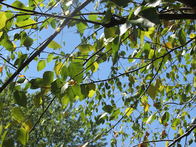 birch trees dropping leaves screams cheryl cut paper