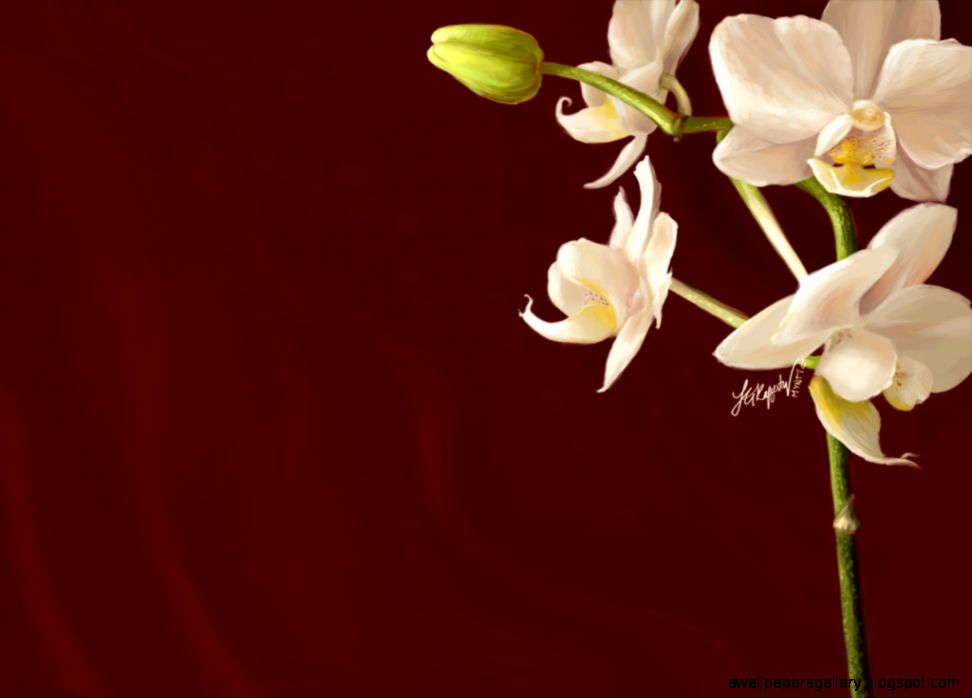 Orchid Wallpapers Wallpaper Cave Orchid Wallpapers Wallpaper Cave