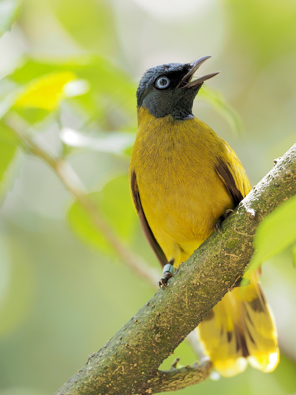 Robin Wong Olympus M.Zuiko 300mm F4 IS PRO Lens Review