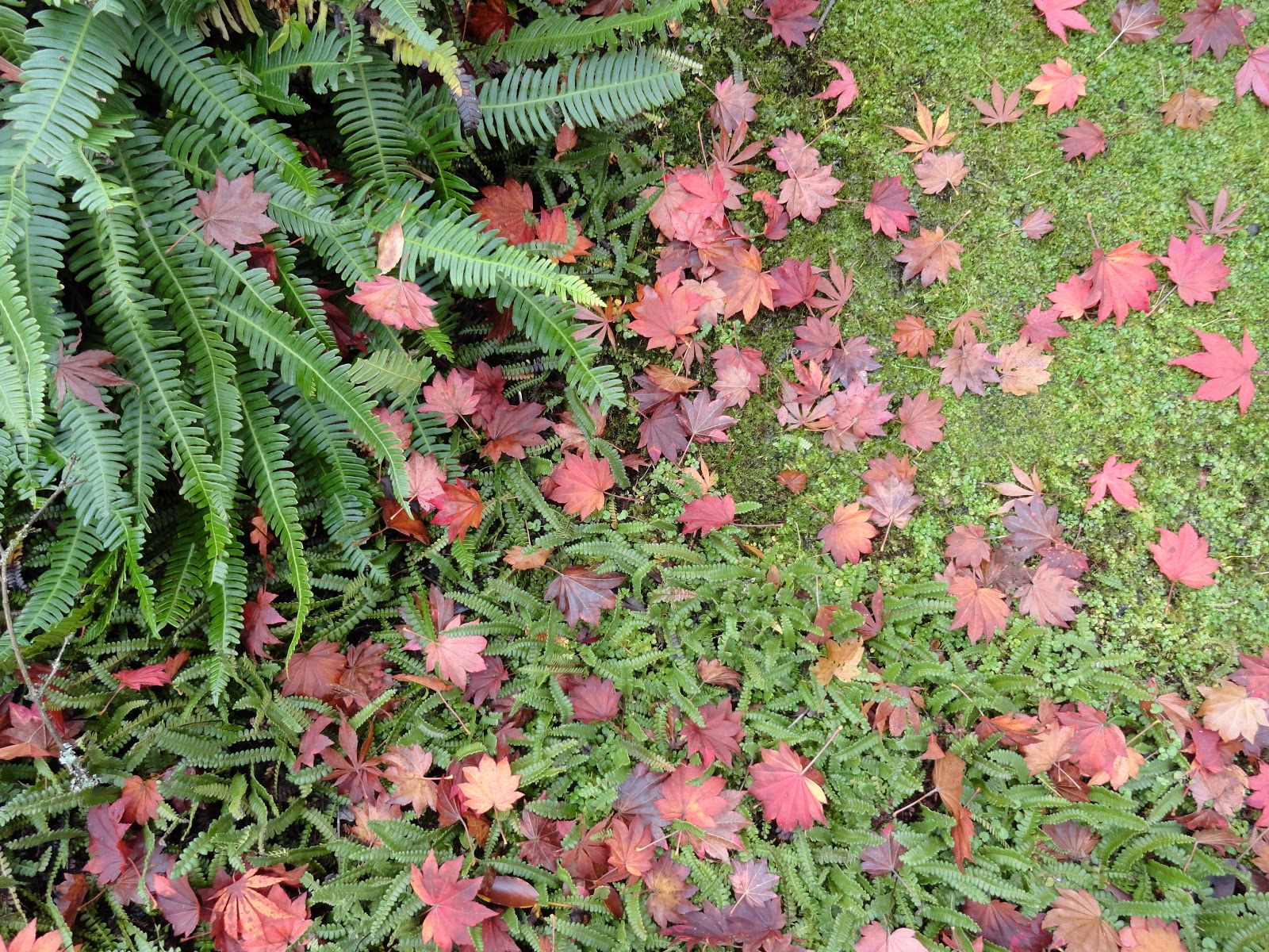 danger garden: The Seattle Japanese Garden 