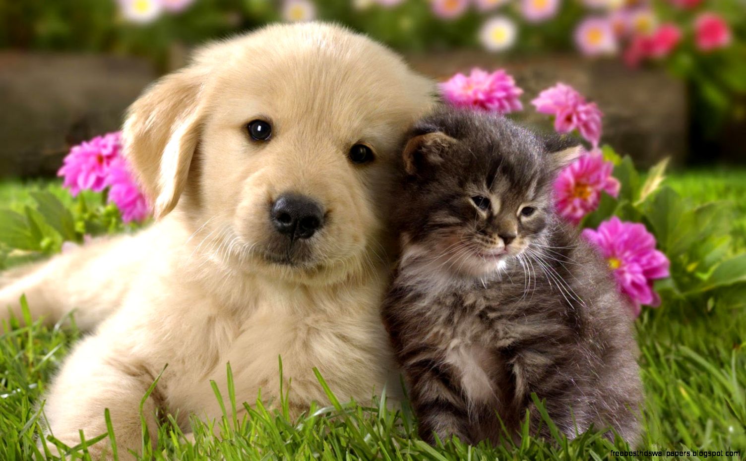 Cute Cats and Dogs Cute Cats and Dogs