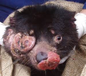 Tasmanian devils bedeviled by cancer