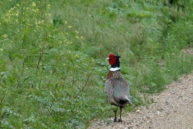 world bird sanctuary myths tales facts about birds world bird sanctuary myths tales facts about birds
