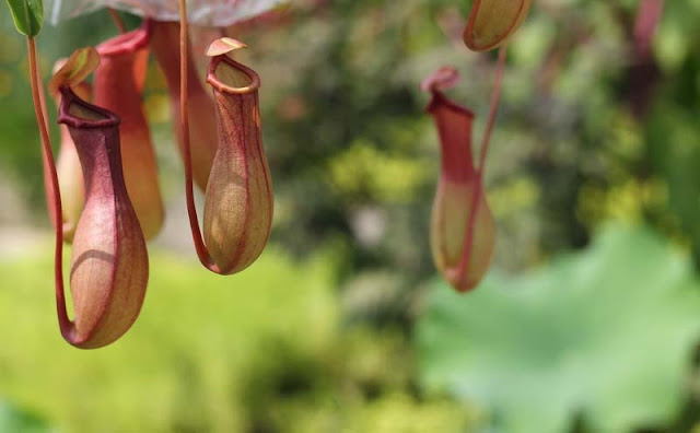 Pitcher Plant Pitcher Plant