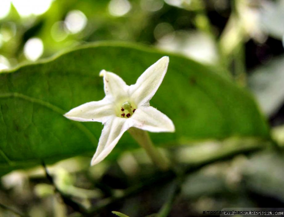 Jasmine Flower wallpapers Crazy Frankenstein Jasmine Flower wallpapers Crazy Frankenstein