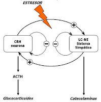 Receptores intracelulares de hormonas esteroideas
