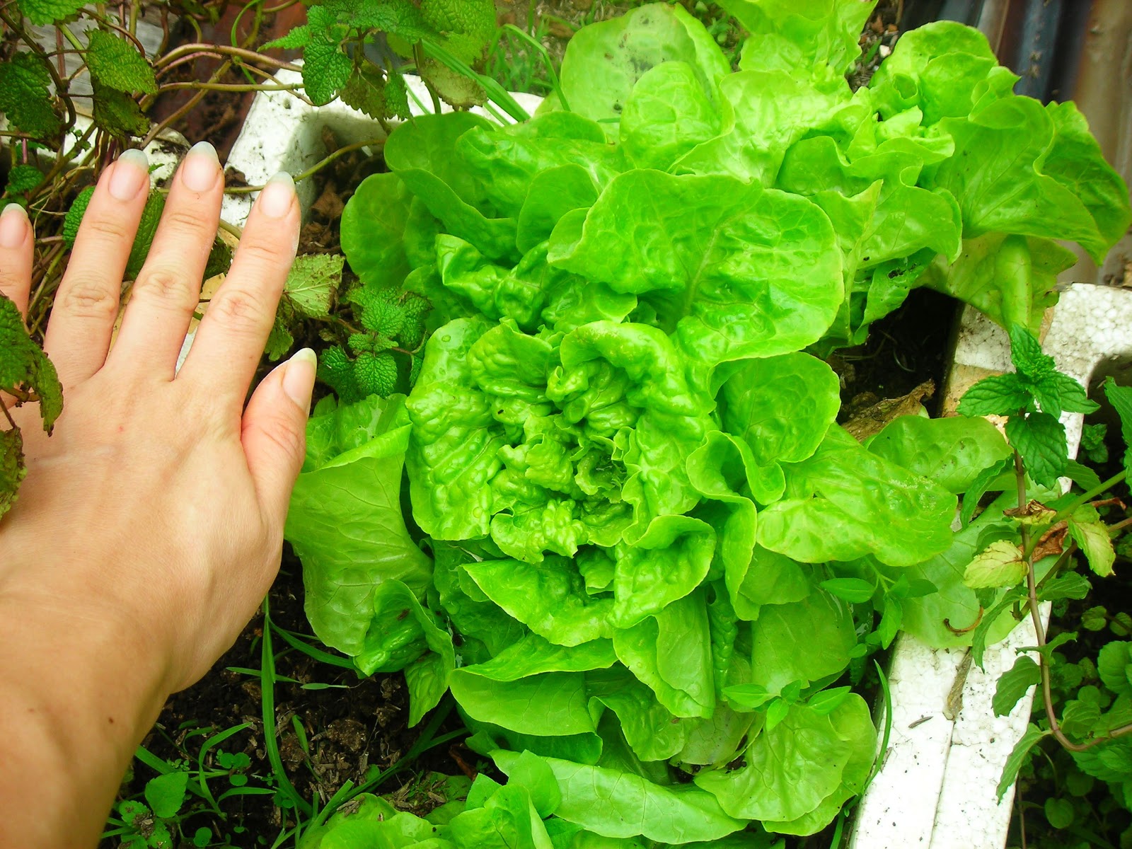 Lettuce Butterhead dan Red Lettuce lovemettaai