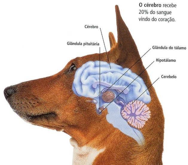 Seleção artificial também alterou o cérebro dos cachorros