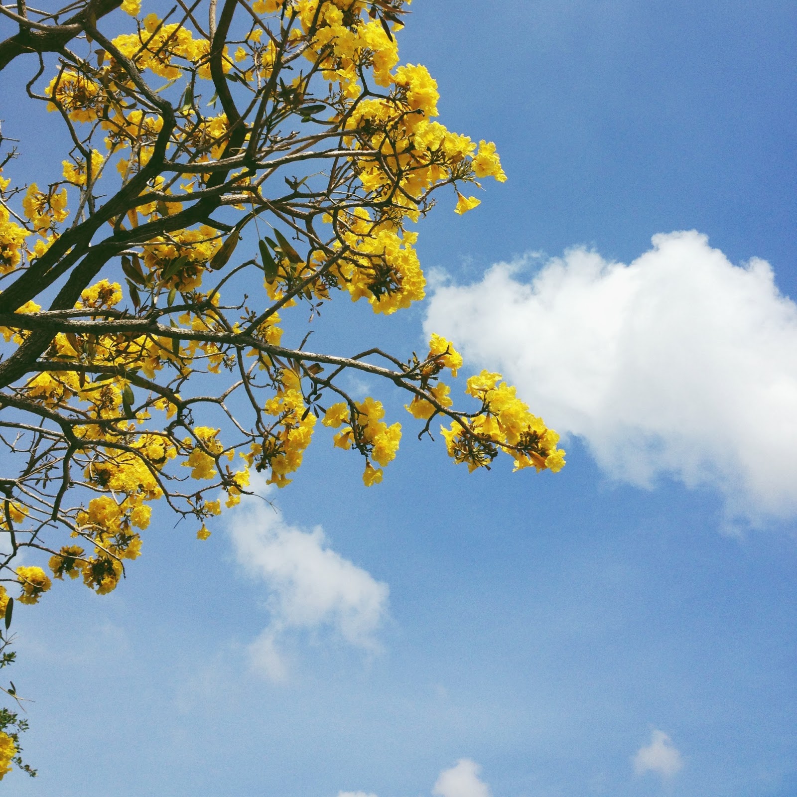 flores del sol trumpet tree