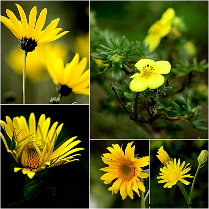 yellow summer flowers wallpaper by SvitakovaEva on DeviantArt yellow summer flowers wallpaper by SvitakovaEva on DeviantArt