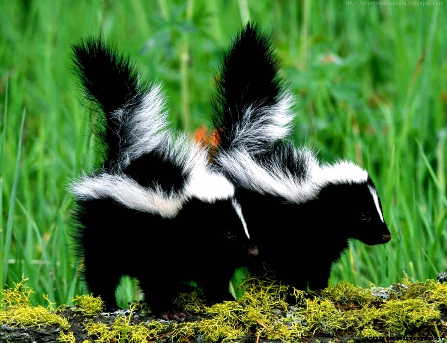 Baby Skunk Baby Skunk