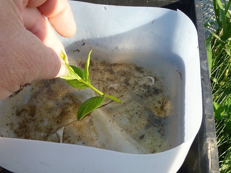 Rural Revolution Propagating blueberries (again)