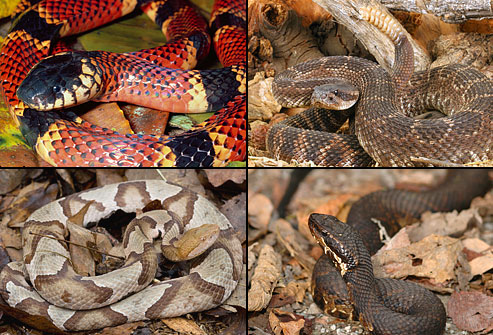 Types of Poisonous Snakes