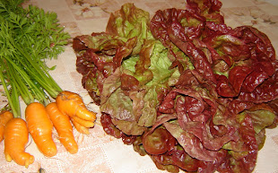 Legumes da minha horta.                                                      Alface roxa e cenoura.