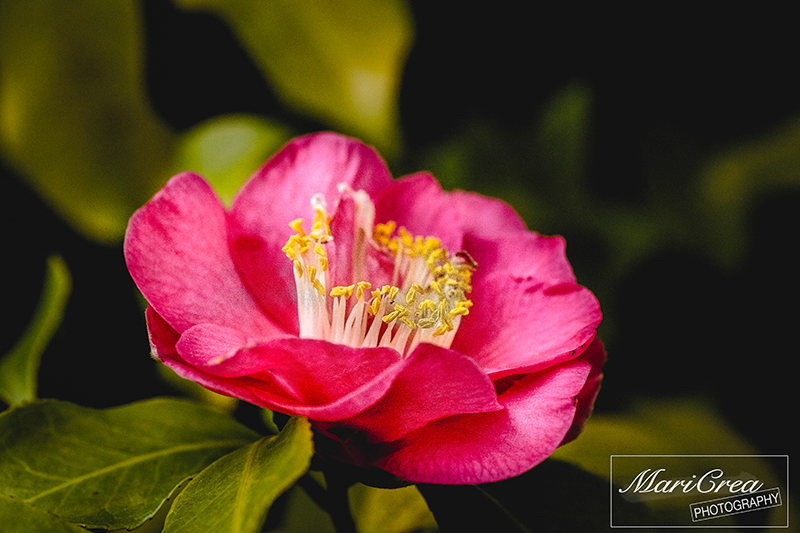 Camelia Japonica Mari Crea Photography