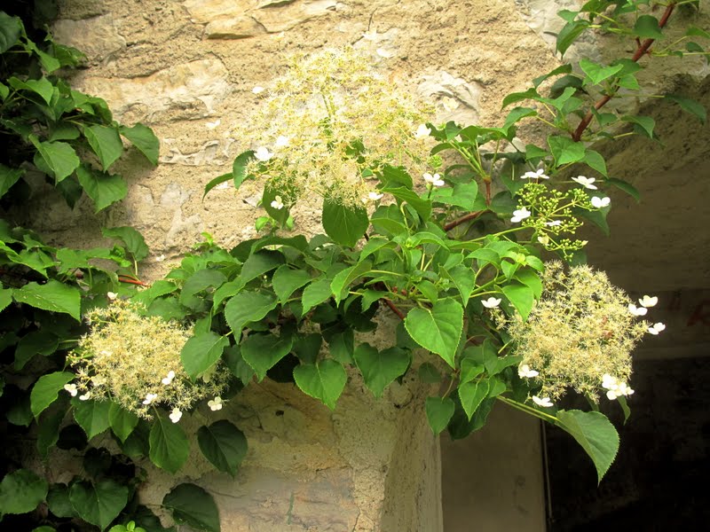 Pivoines Et Macarons Hydrangea Petiolaris Hortensia Grimpant