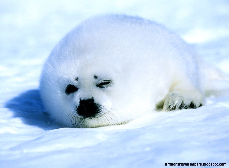 Harp Seal Desktop Wallpapers Harp Seal Desktop Wallpapers