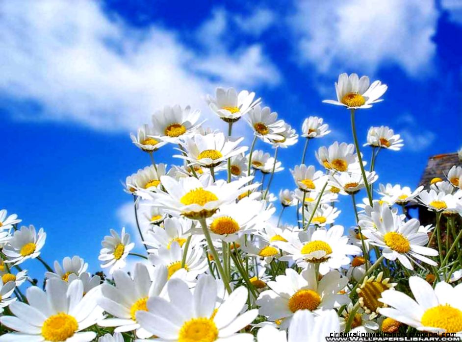 Beautiful Spring Flowers Daisy Beautiful Spring Flowers Daisy