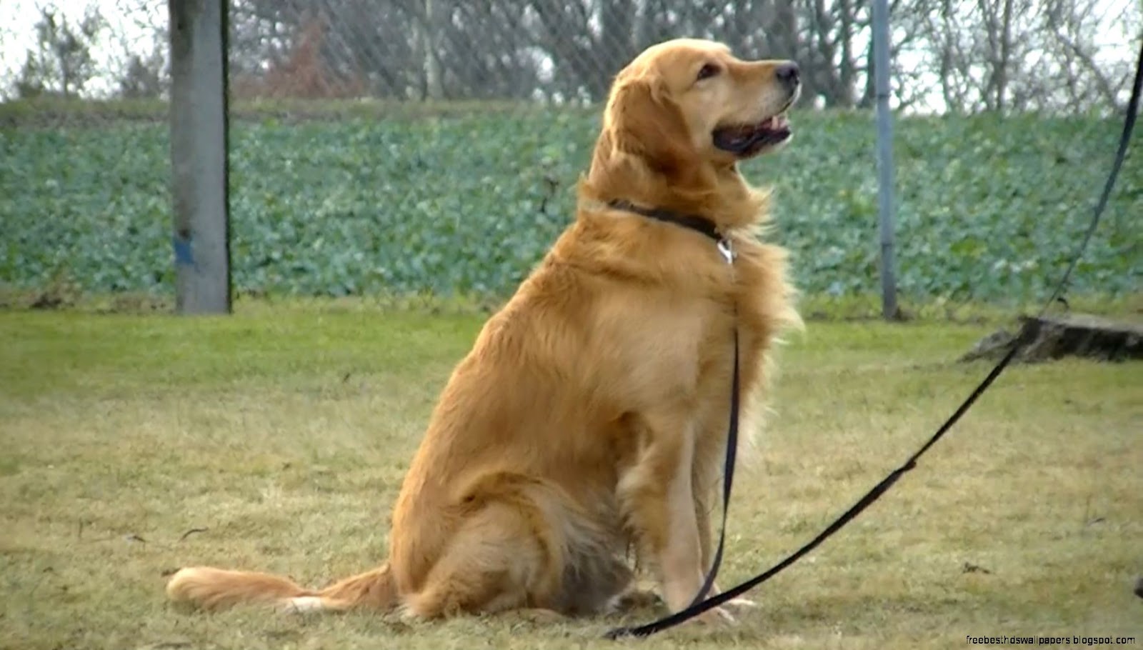 Golden Retriever Movies Golden Retriever Movies