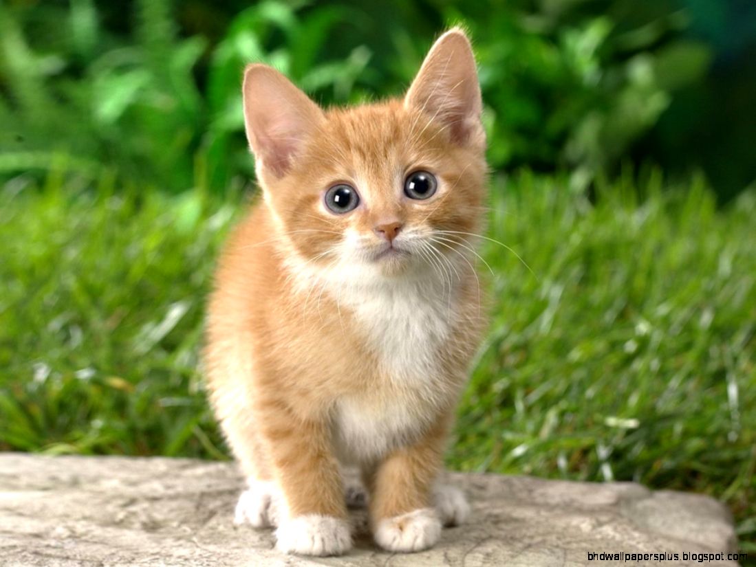 Cute Kitten Cat Cute Kitten Cat