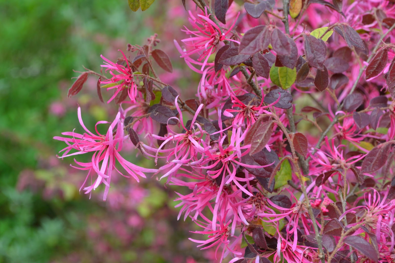 Aggregata Plants Gardens Hedging Plant Loropetalum Chinense In