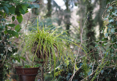 Our Garden 19 November Colour