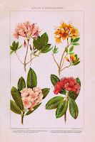 Antique Nature Illustration Printable - Azaleas and Rhododendrons via http://knickoftimeinteriors.blogspot.com/