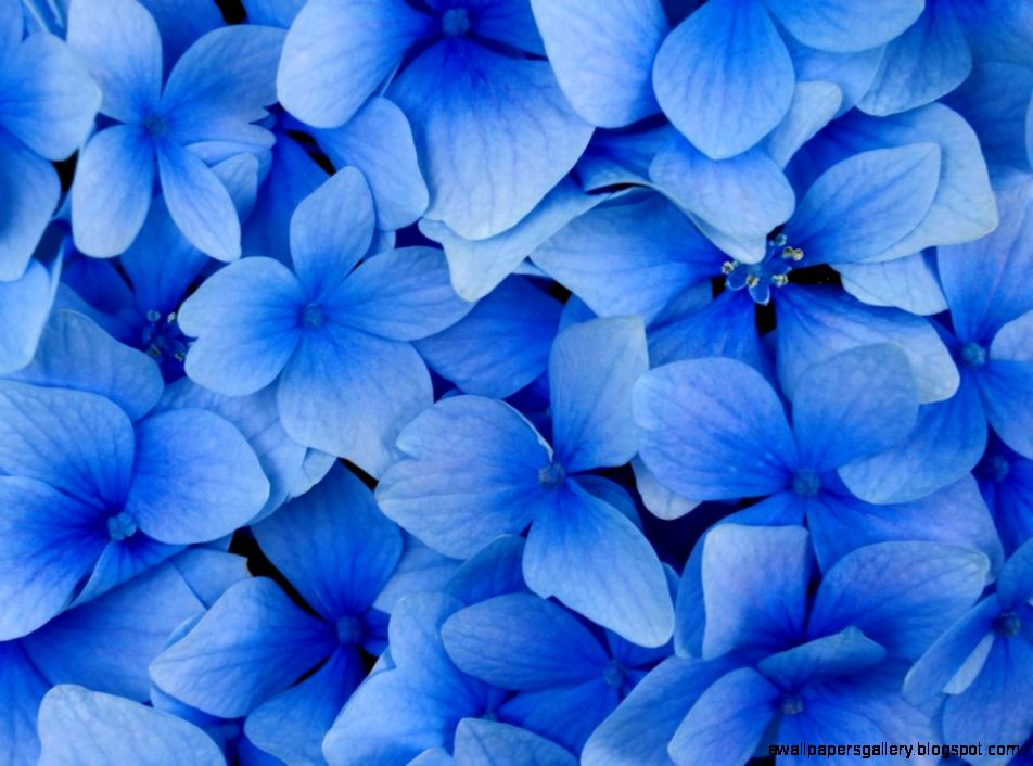 Beautiful Blue Flower wallpaper 1024x768 22518 Beautiful Blue Flower wallpaper 1024x768 22518
