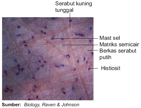 Gambar Jaringan Ikat Longgar
